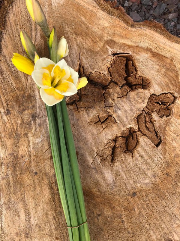 Speciality Daffodils