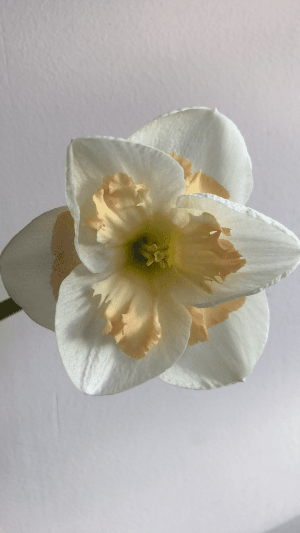Speciality Daffodils - Image 2