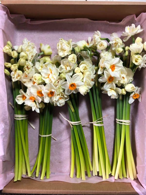 Scented Narcissus - Postal Flowers