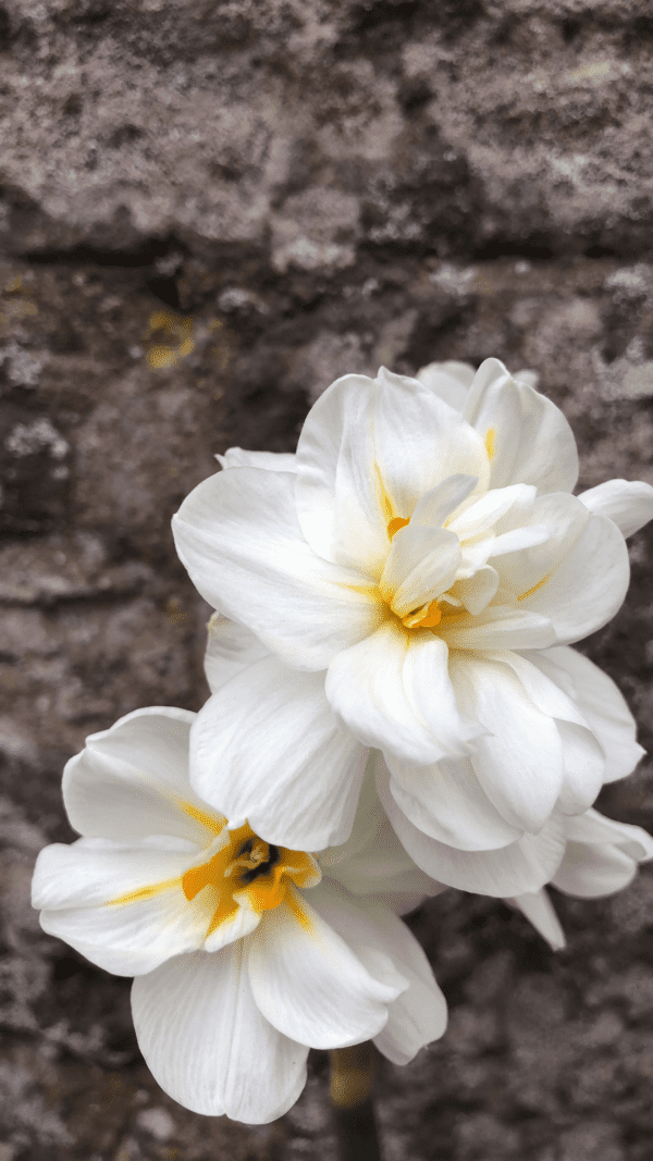 Scented Narcissus - Postal Flowers - Image 2