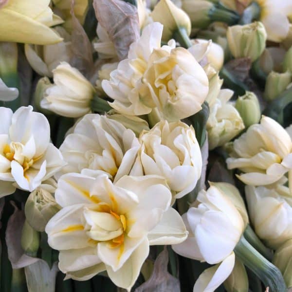 Scented Narcissus - Postal Flowers - Image 3