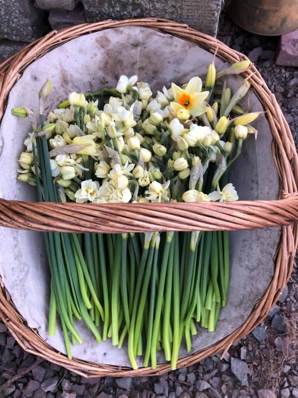 Scented Narcissus - Postal Flowers - Image 5