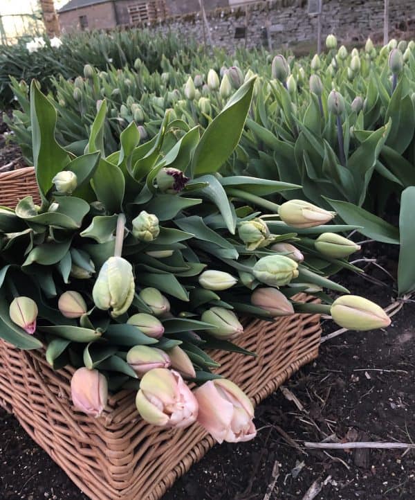 Double Tulips - Postal Flowers - Image 3