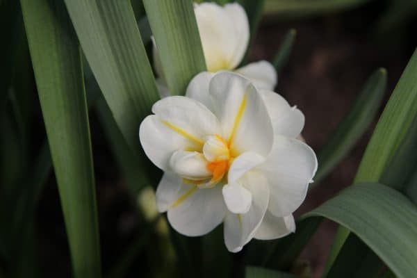 Scented Narcissus - Postal Flowers - Image 7