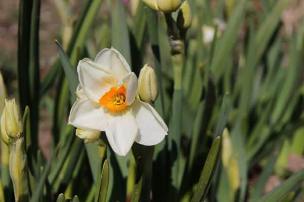 Scented Narcissus - Postal Flowers - Image 6