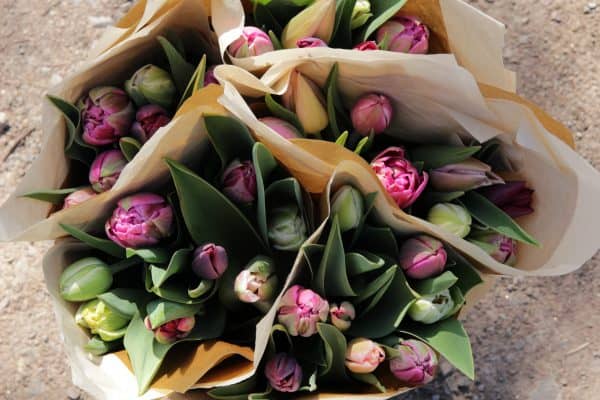 Tulip Wrap - Image 7