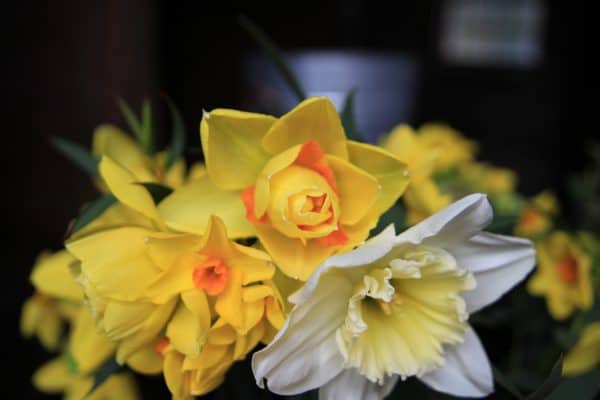 Speciality Daffodils - Image 5