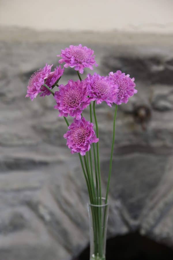 Autumn DIY Bunch - Image 4