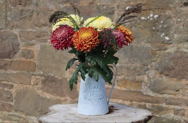 Bloom Chrysanthemums By Post