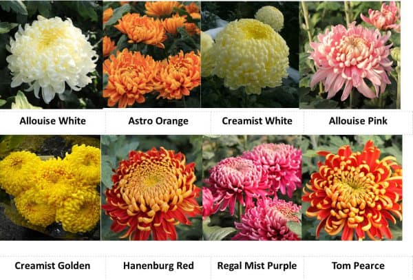 Bloom Chrysanthemums By Post - Image 5