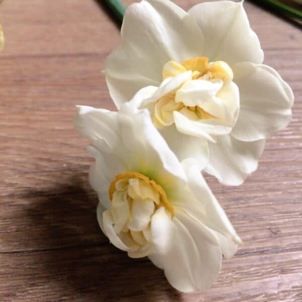 Simply Scented - A Spring Bundle - Image 3