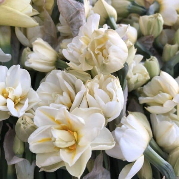 Simply Scented - A Spring Bundle - Image 4
