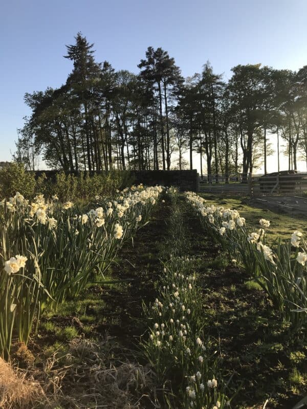 Simply Scented - A Spring Bundle - Image 8