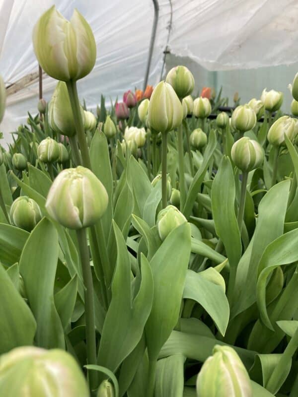 Tulip Wrap - Image 5