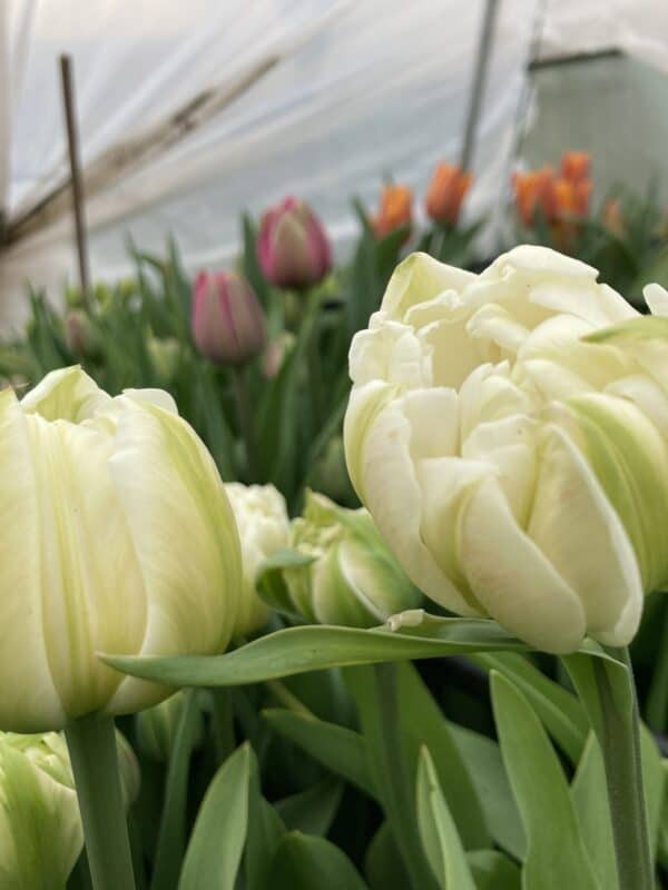 Tulip Wrap - Image 2