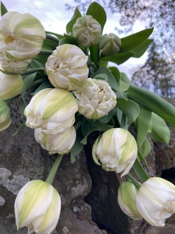 Tulip Wrap - Image 3