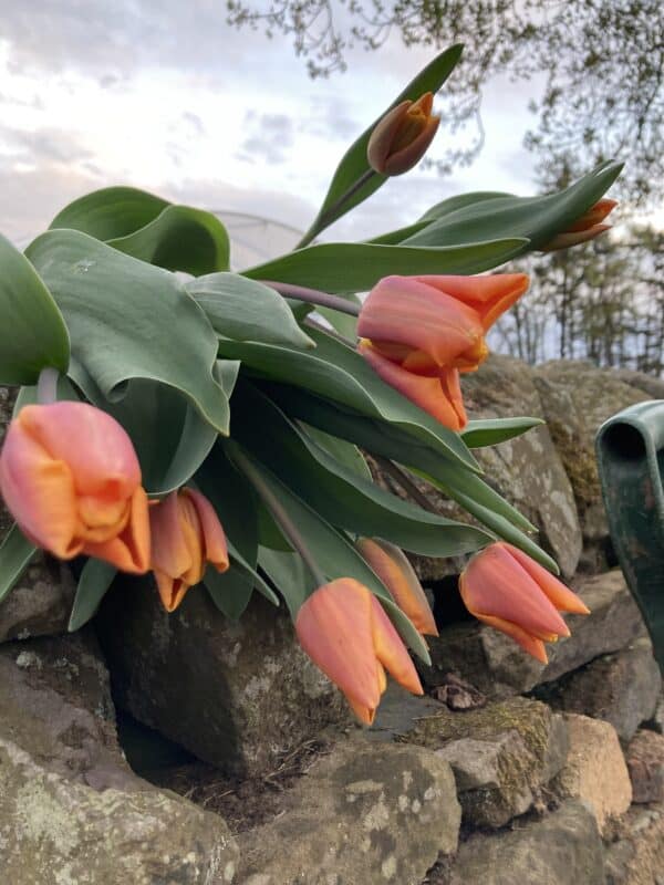 Tulip Wrap - Image 4