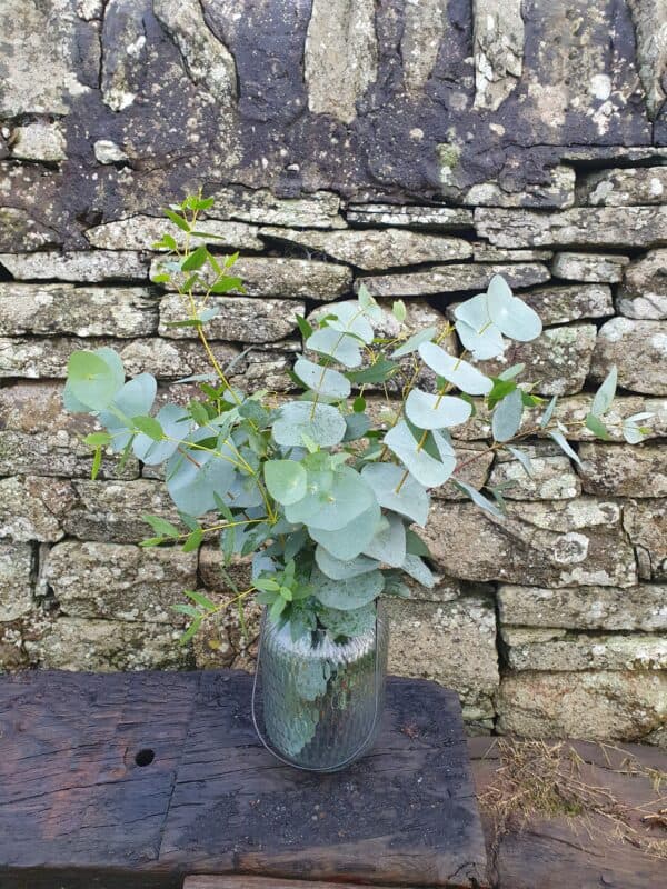 Eucalyptus Bunch - Image 2