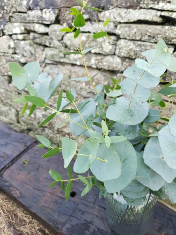 Eucalyptus Bunch - Image 3