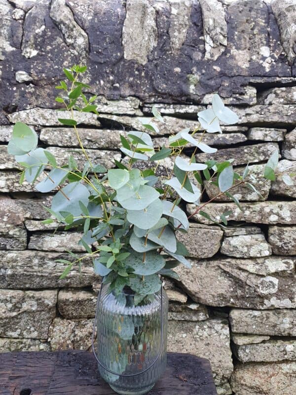 Eucalyptus Bunch