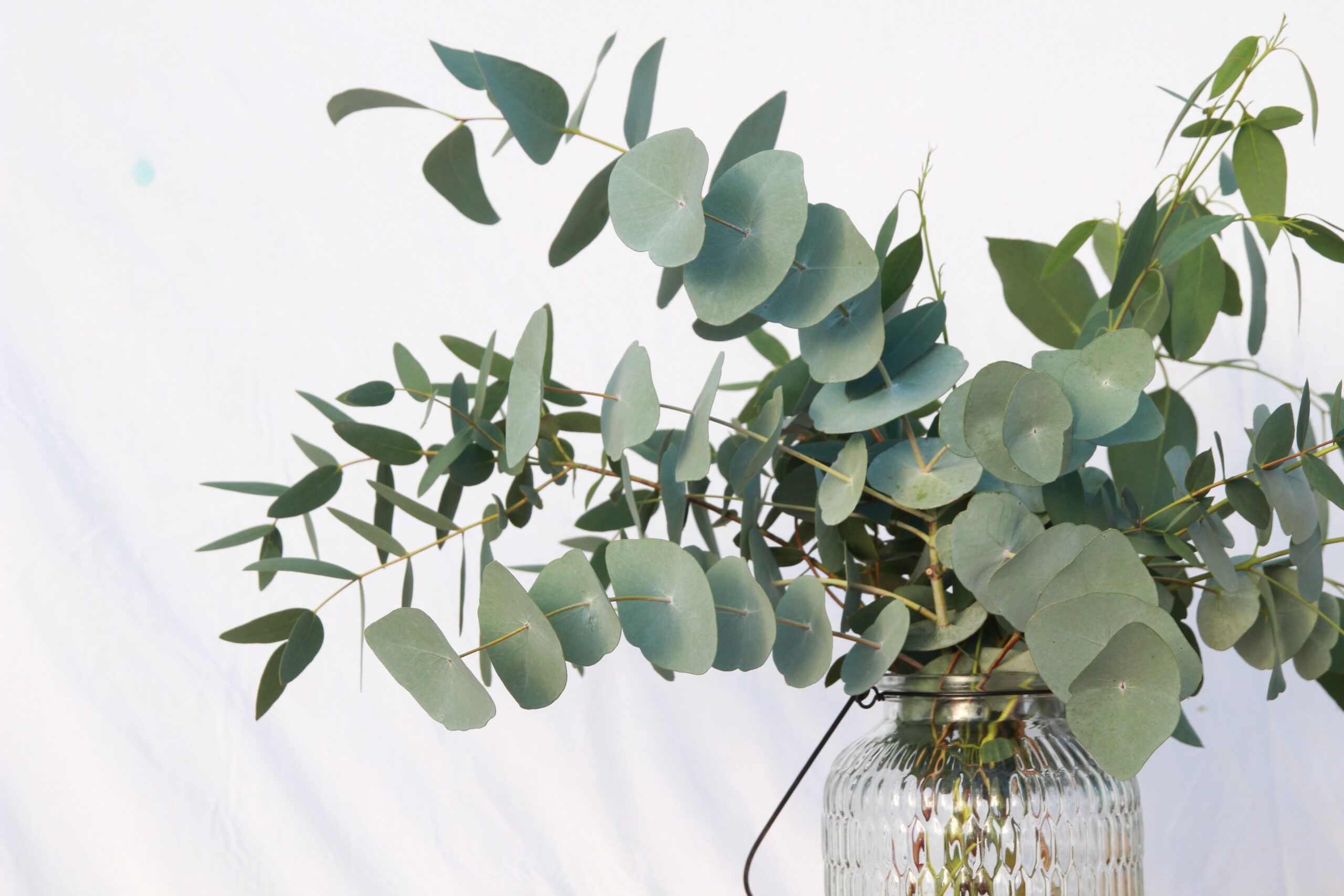 Eucalyptus Bunch - Image 4