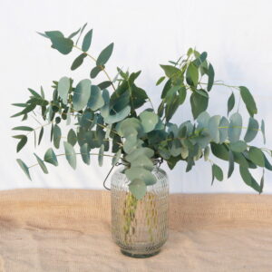 Eucalyptus Bunch