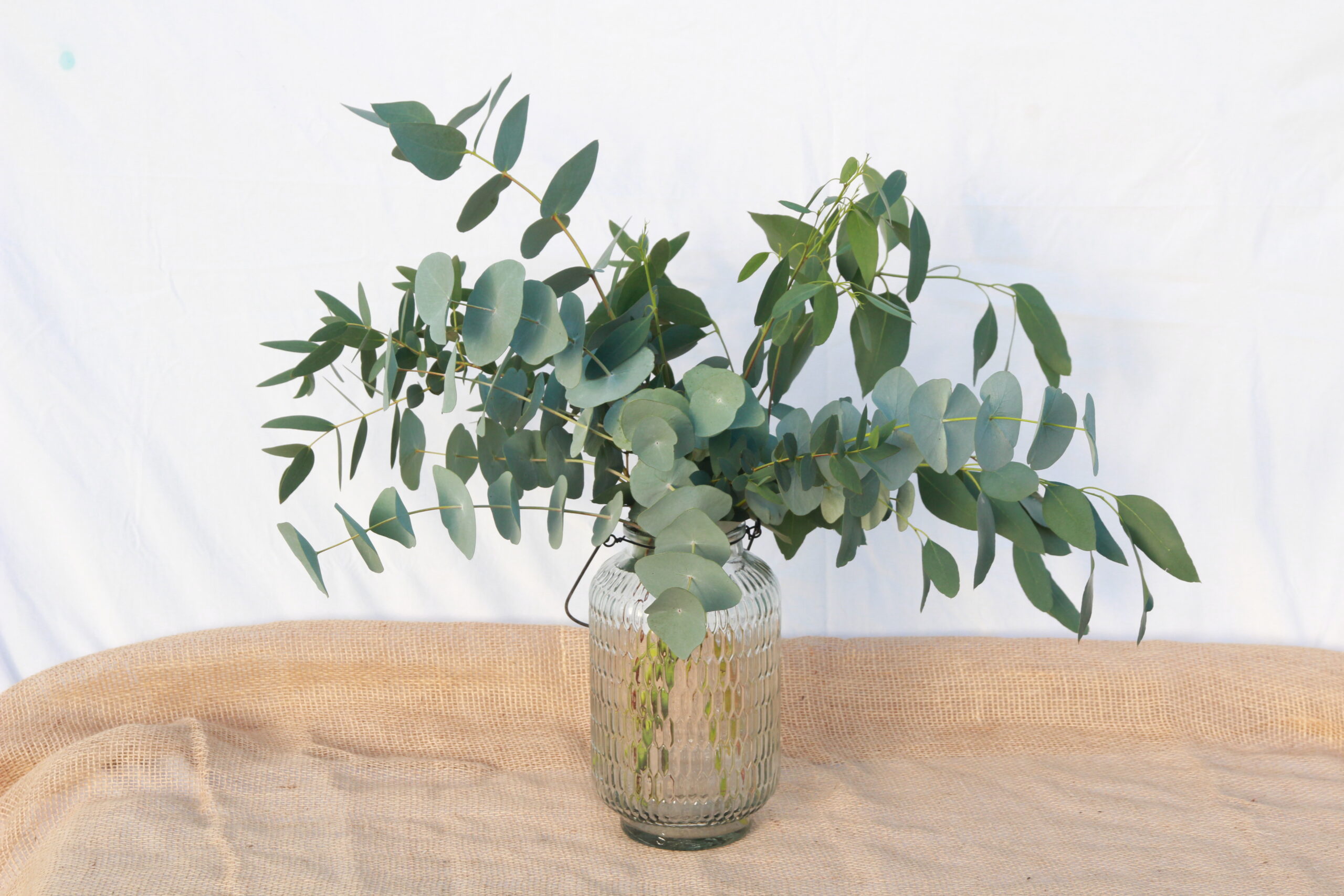 Eucalyptus Bunch