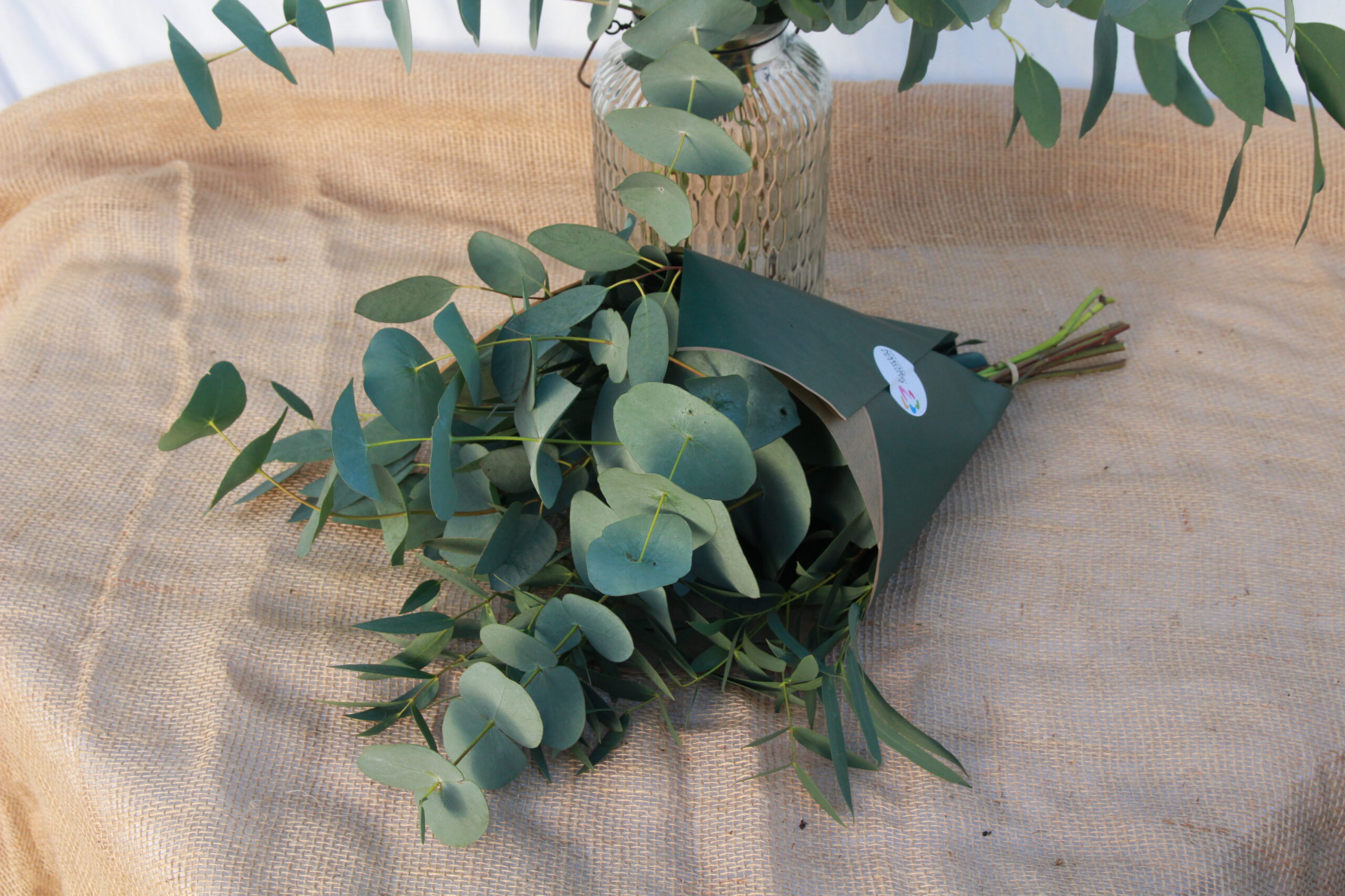 Eucalyptus Bunch - Image 2