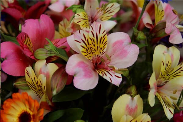 Blooming good bundle! - Image 5