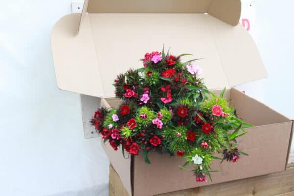 Sweet William - Postal Flowers - Image 2