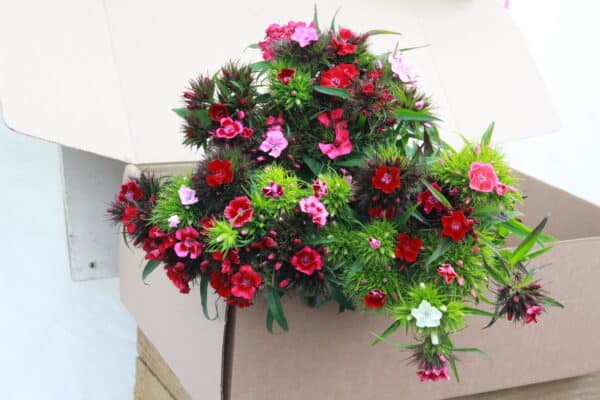 Sweet William - Postal Flowers