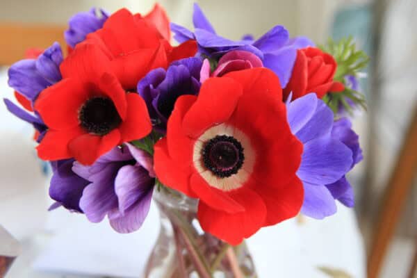 Anemones By Post