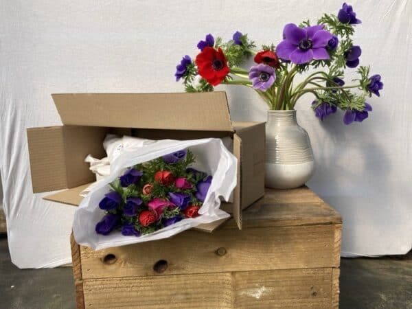 Anemones By Post - Image 4