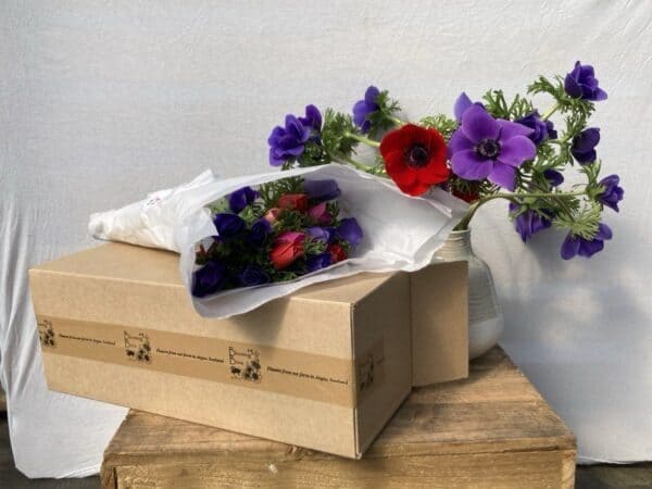 Anemones By Post - Image 2