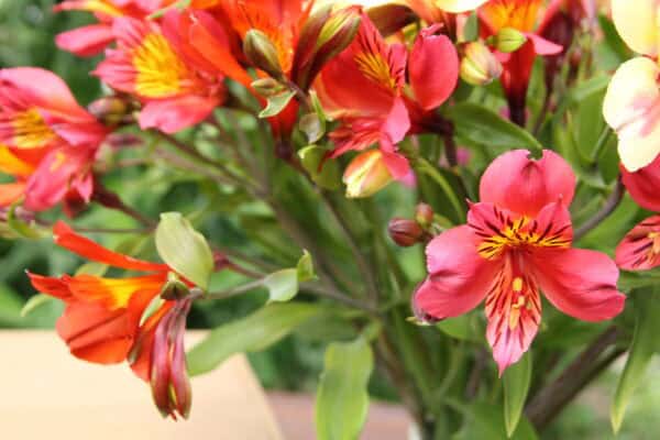 Alstroemeria By Post - Image 5
