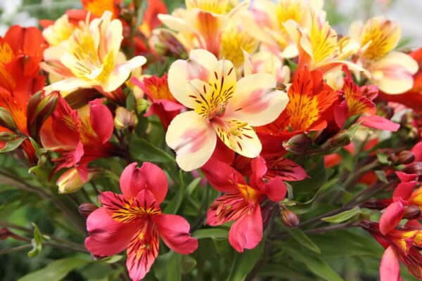 Alstroemeria By Post - Image 4