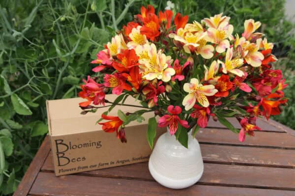 Alstroemeria By Post