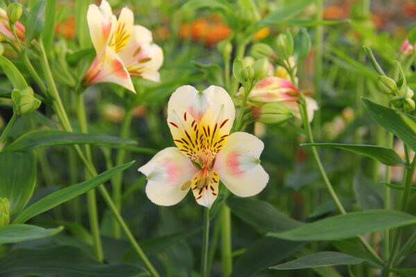 Alstroemeria By Post - Image 2