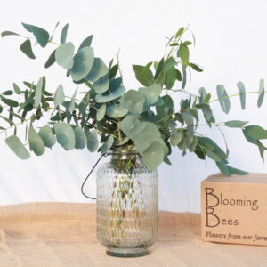 Eucalyptus by Post